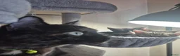 Mixed Breed cats for sale: Gorgeous Tuxedo girl - Advert 6