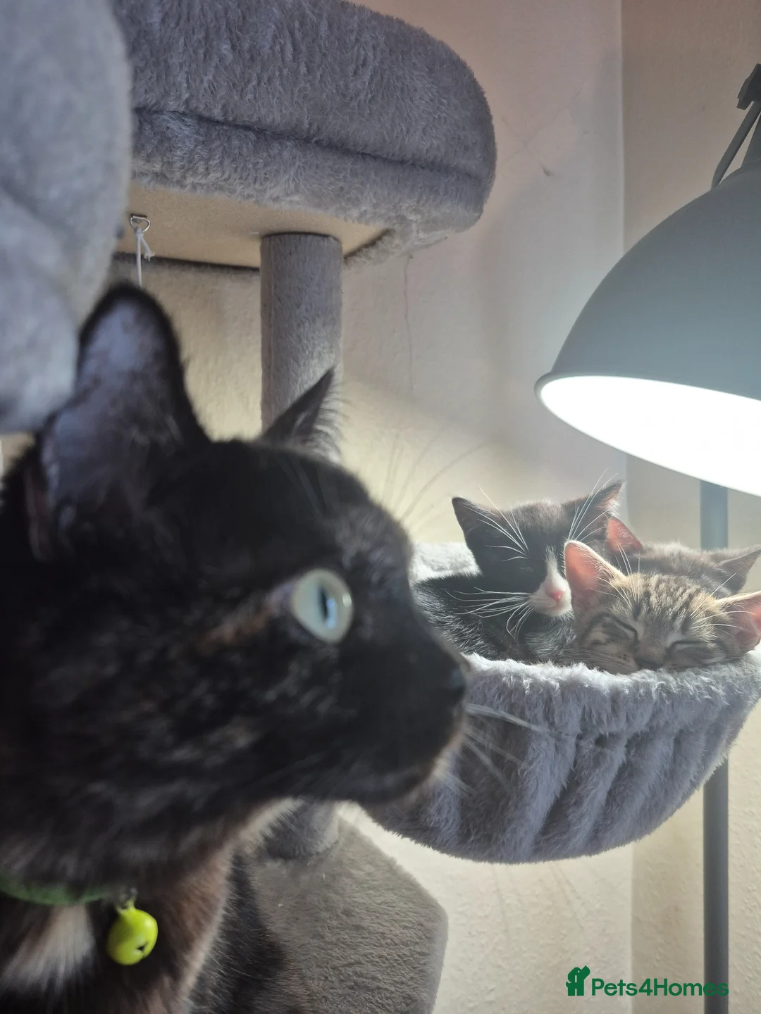 Mixed Breed cats for sale: Gorgeous Tuxedo girl - Advert 6