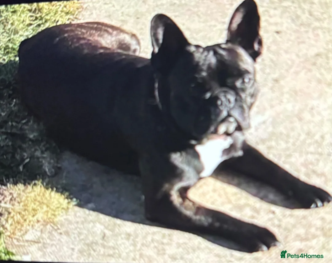 Mixed Breed dogs for sale: 1 female frenchy//chow - Advert 1