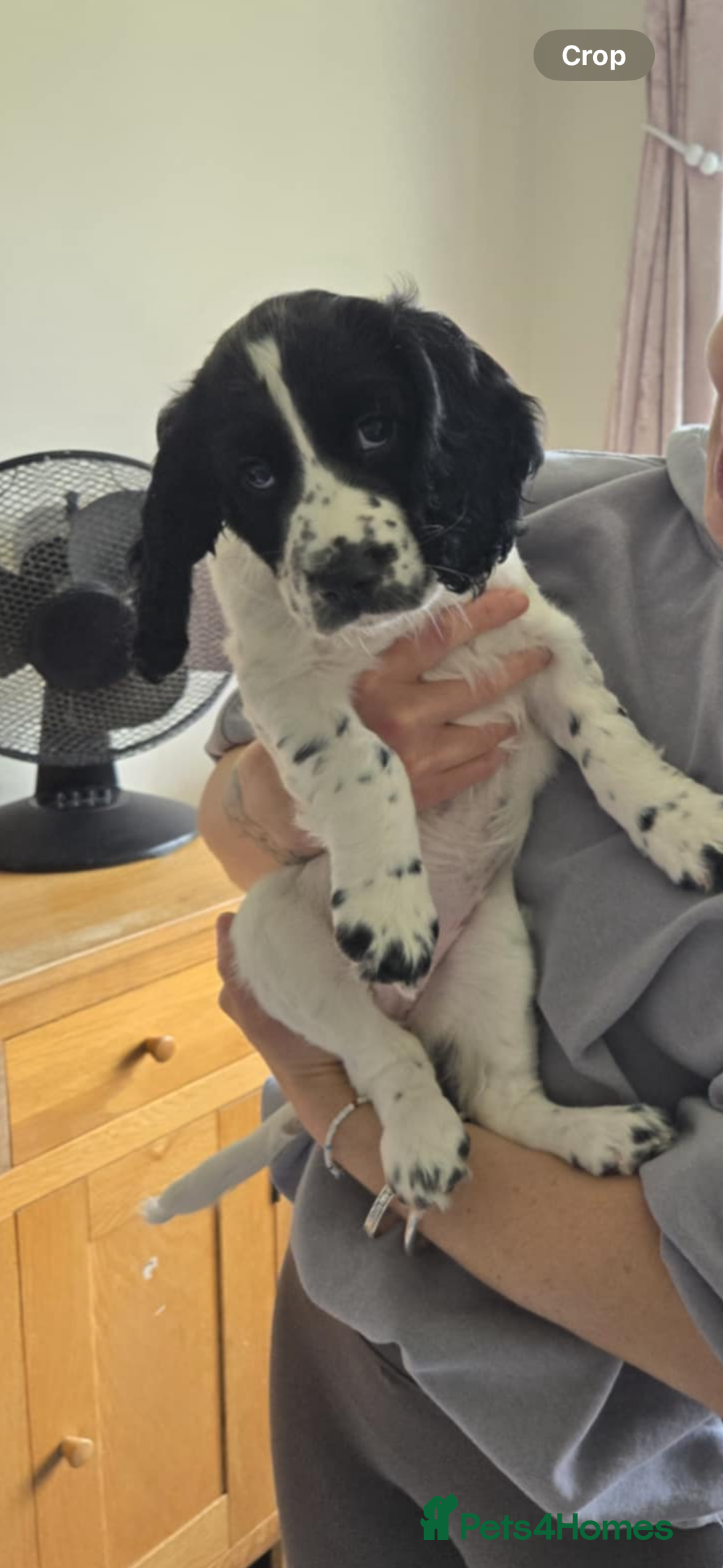 Cocker Spaniel dogs for sale: Working Cocker Spaniel  - Image 1