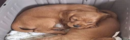 Mixed Breed dogs for sale: Cockerliar puppies in Droitwich - Advert 3