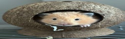 Hamster rodents for sale: Baby hamsters - Advert 10