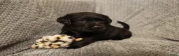 Labrador Retriever dogs for sale: Black Labrador puppies  in Ipswich - Advert 9