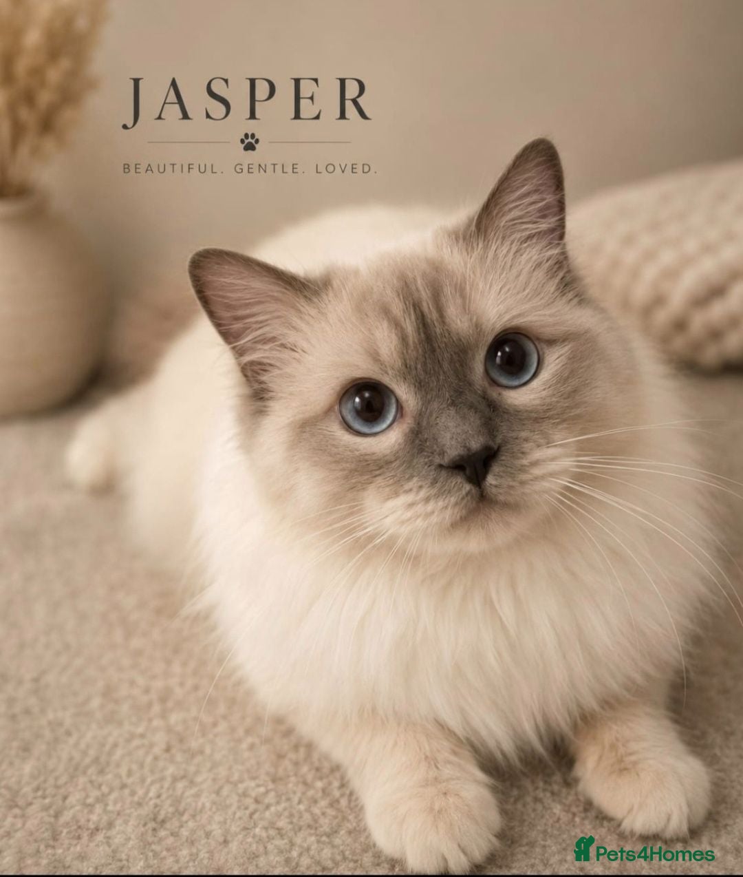 Ragdoll cats GCCF Lilac Point Ragdoll Stud Proven - Advert 8