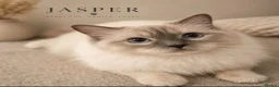 Ragdoll cats for stud: GCCF Lilac Point Ragdoll Stud Proven - Advert 1