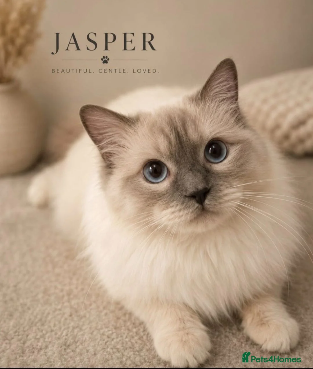 Ragdoll cats for stud: GCCF Lilac Point Ragdoll Stud Proven - Advert 1