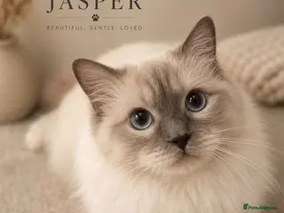Ragdoll cats GCCF Lilac Point Ragdoll Stud Proven - Advert 8