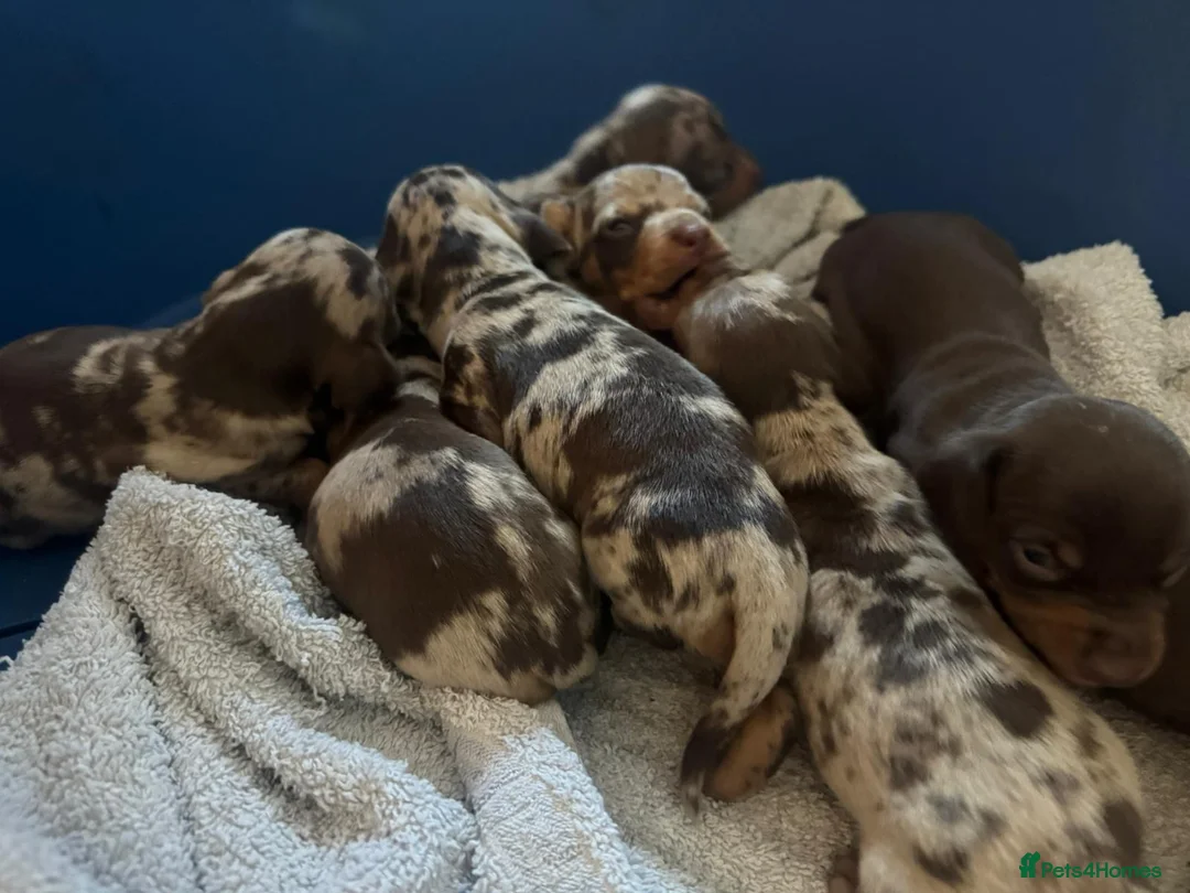 Miniature Dachshund dogs for stud: KC reg Miniature Dachshund Stud DNA tested  - Advert 2