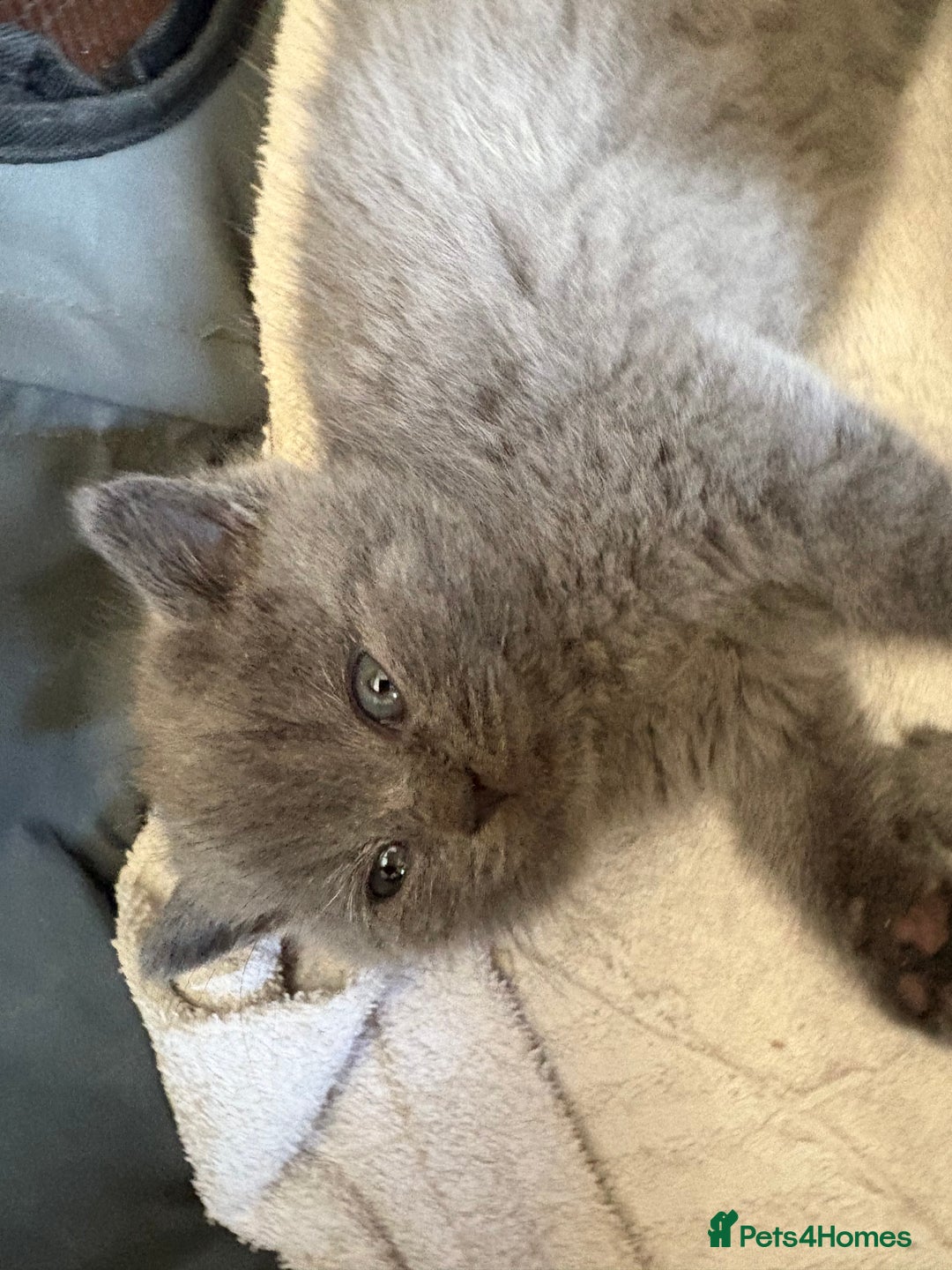 British Shorthair cats for sale: British Shorthair kittens grey/chocolate colours - Image 4