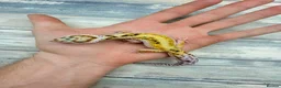 Leopard Gecko reptiles for sale: Reptile rack and breeding groups available  - Advert 8
