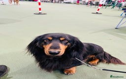 Dachshund dogs for stud: Standard long haired Dachshund  - Image 3