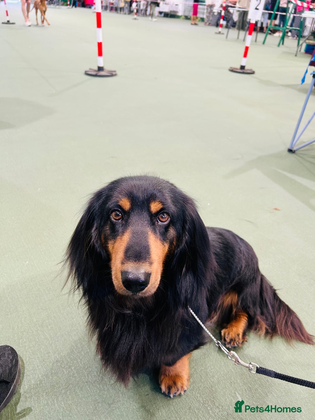 Dachshund dogs for stud: Standard long haired Dachshund  - Image 3