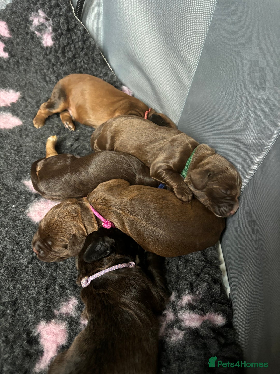 Mixed Breed dogs for sale: Spaniel cross staffy pups  - Advert 4