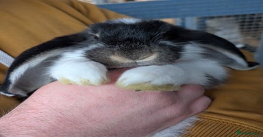 French Lop rabbits Beautiful French lops  - Advert 4