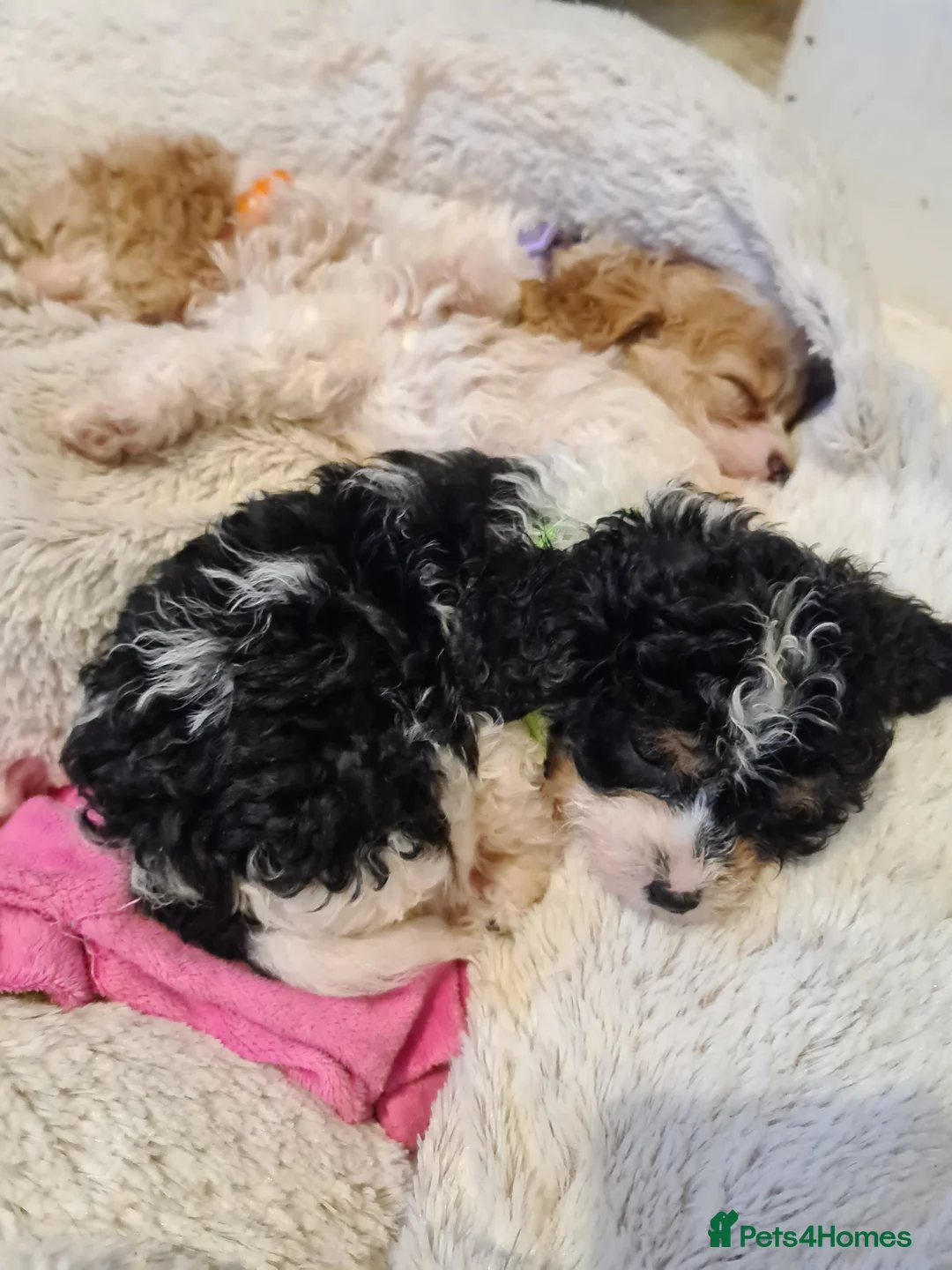 Toy Poodle dogs for stud: Health Tested Tri Toy in Birkenhead - Advert 17