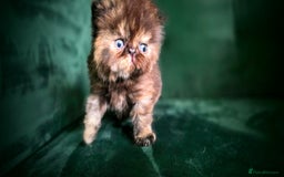 Persian cats for sale: Beautiful and Rare Purebred Persian Kittens - Image 6