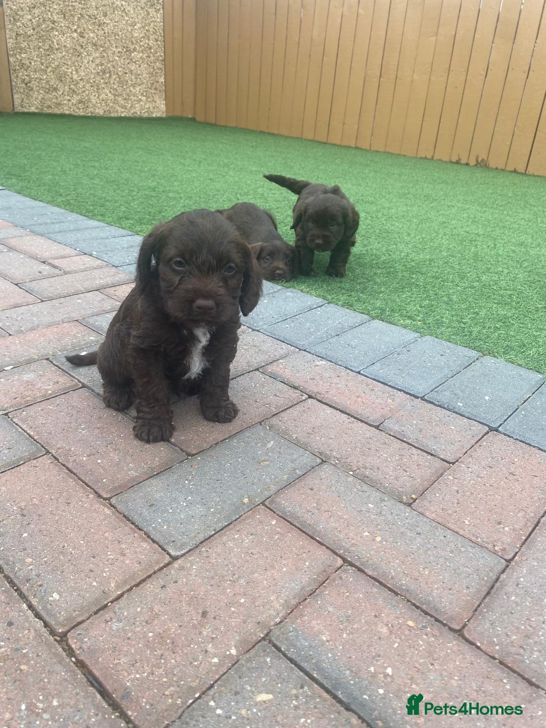 Cockapoo dogs for sale: Cockpoo  - Advert 4