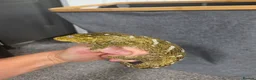 Gecko reptiles for sale: Leachinaus gecko proven female in Wigan - Advert 1