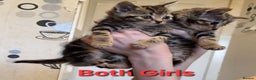 Mixed Breed cats for sale: Beautiful tabby kittens  - Advert 5