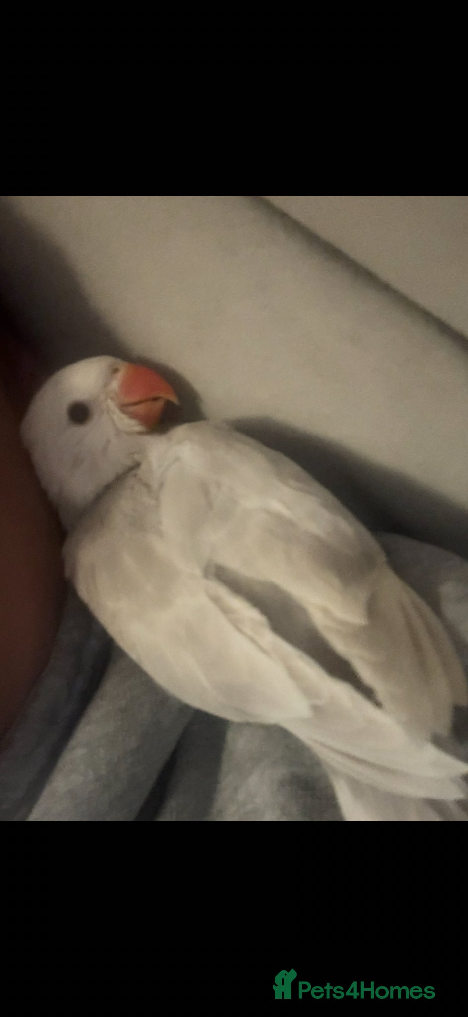 Ringnecks birds White Ring Neck For Sale  - Advert 18