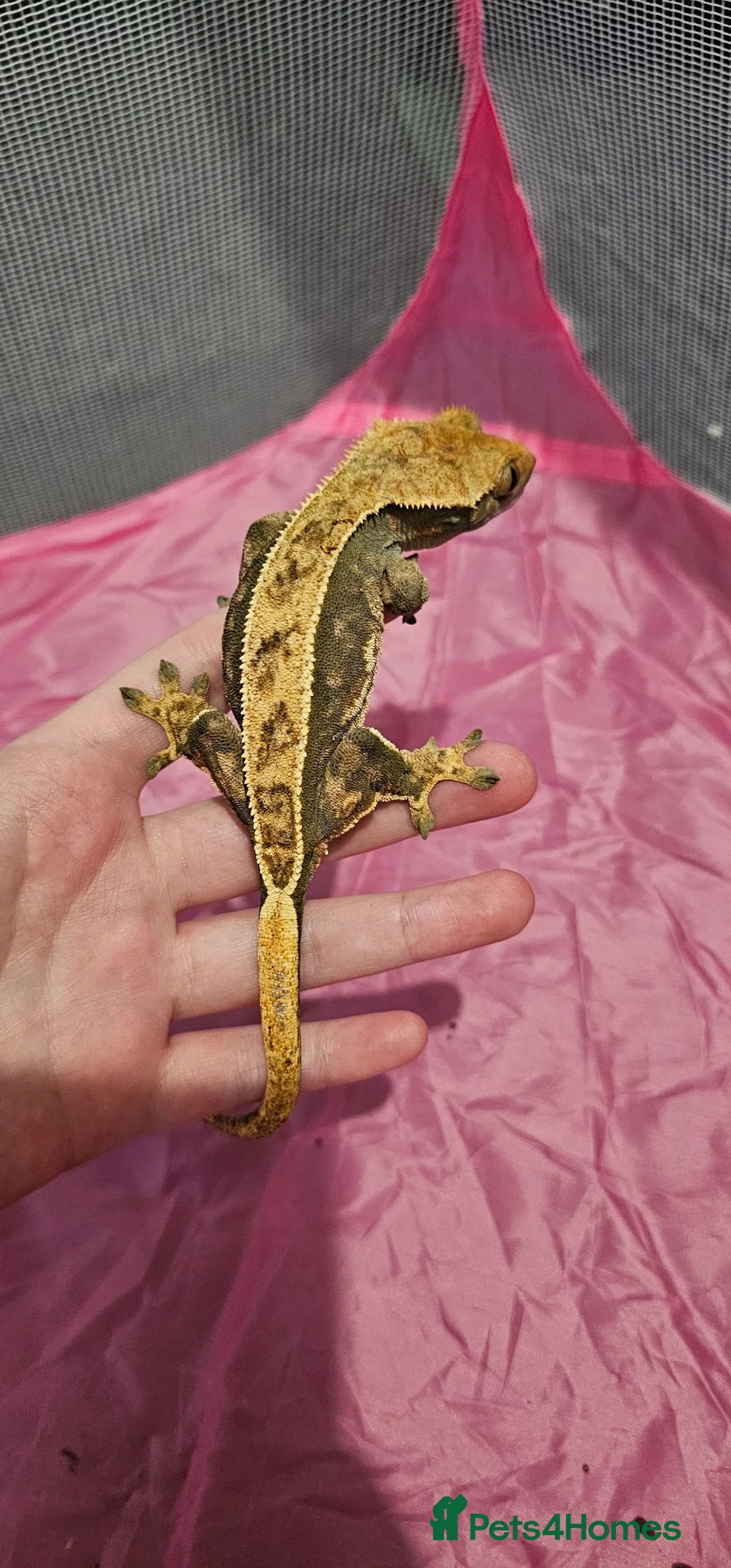 Gecko reptiles for sale: Mixed geckos - Advert 1