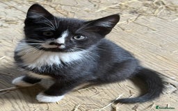 Mixed Breed cats for sale: 7 kittens now ready for their new home  - Image 1