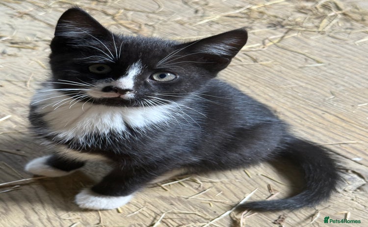 Mixed Breed cats - Advert 2