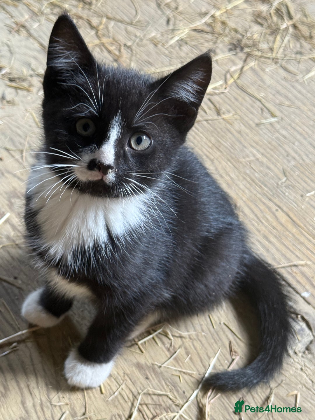 Mixed Breed cats for sale: 7 kittens now ready for their new home  - Image 1
