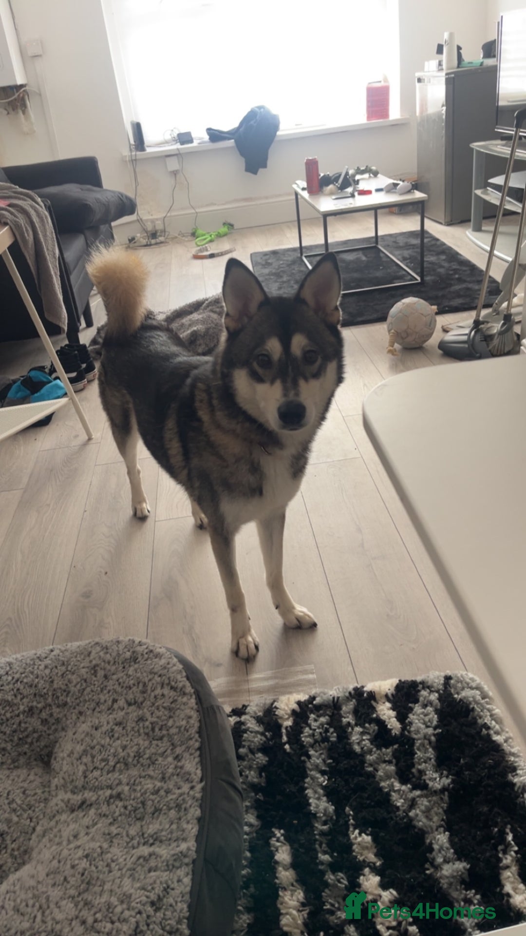 Pomsky dogs for sale: 3 year old Pomsky - Advert 1