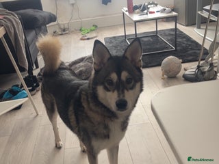 Pomsky dogs 3 year old Pomsky - Advert 11