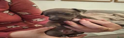 Italian Greyhound dogs for sale: Little Italian greyhound babies  - Advert 6