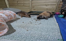 Rex rabbits for sale: Two Neutered male rabbits - Image 3