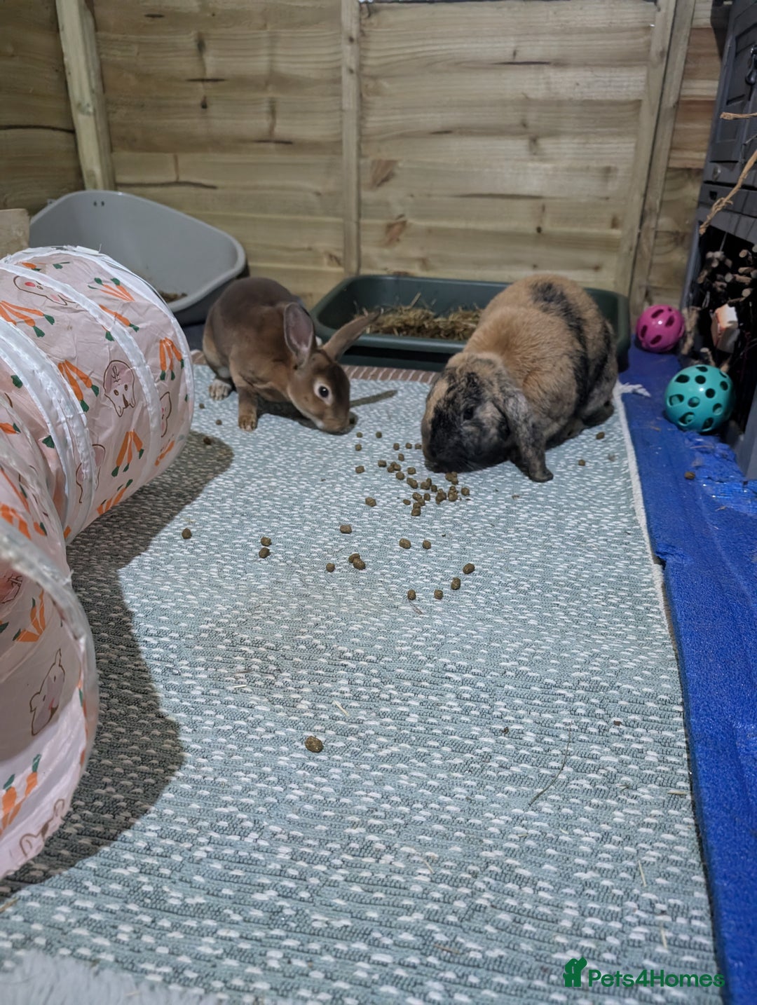 Rex rabbits for sale: Two Neutered male rabbits - Image 3