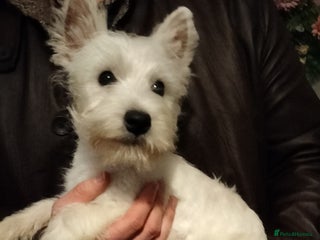 West Highland Terrier dogs **ready now** KC show line girl - Advert 5