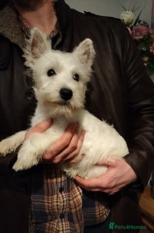 West Highland Terrier dogs **ready now** KC show line girl - Advert 3