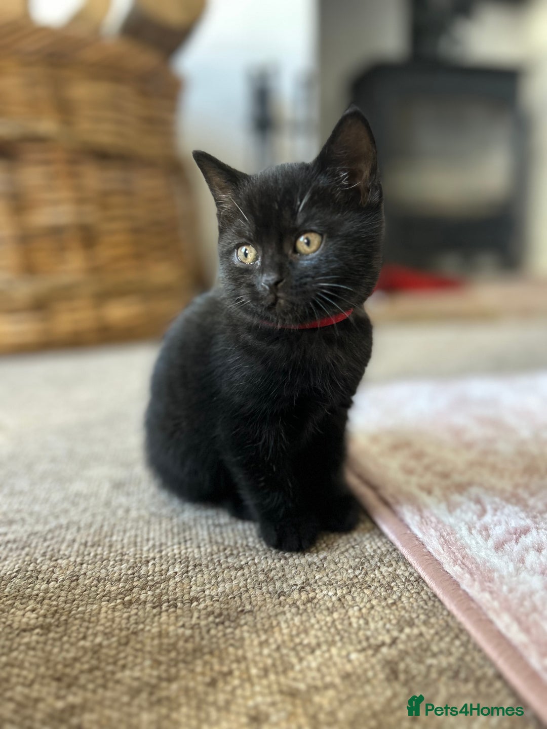 Mixed Breed cats for sale: Kitten British blue x pure black Tom cat - Image 9