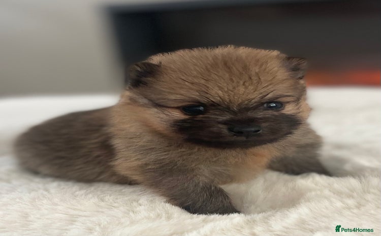 Pomeranian dogs - Advert 2