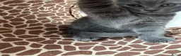 British Shorthair cats for sale: Bella,s British Shorthairs 🐾🩷🩵 - Advert 16