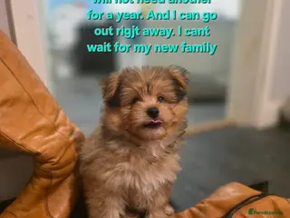 Mixed Breed dogs Last boy available 2sets of vacinations - Advert 5