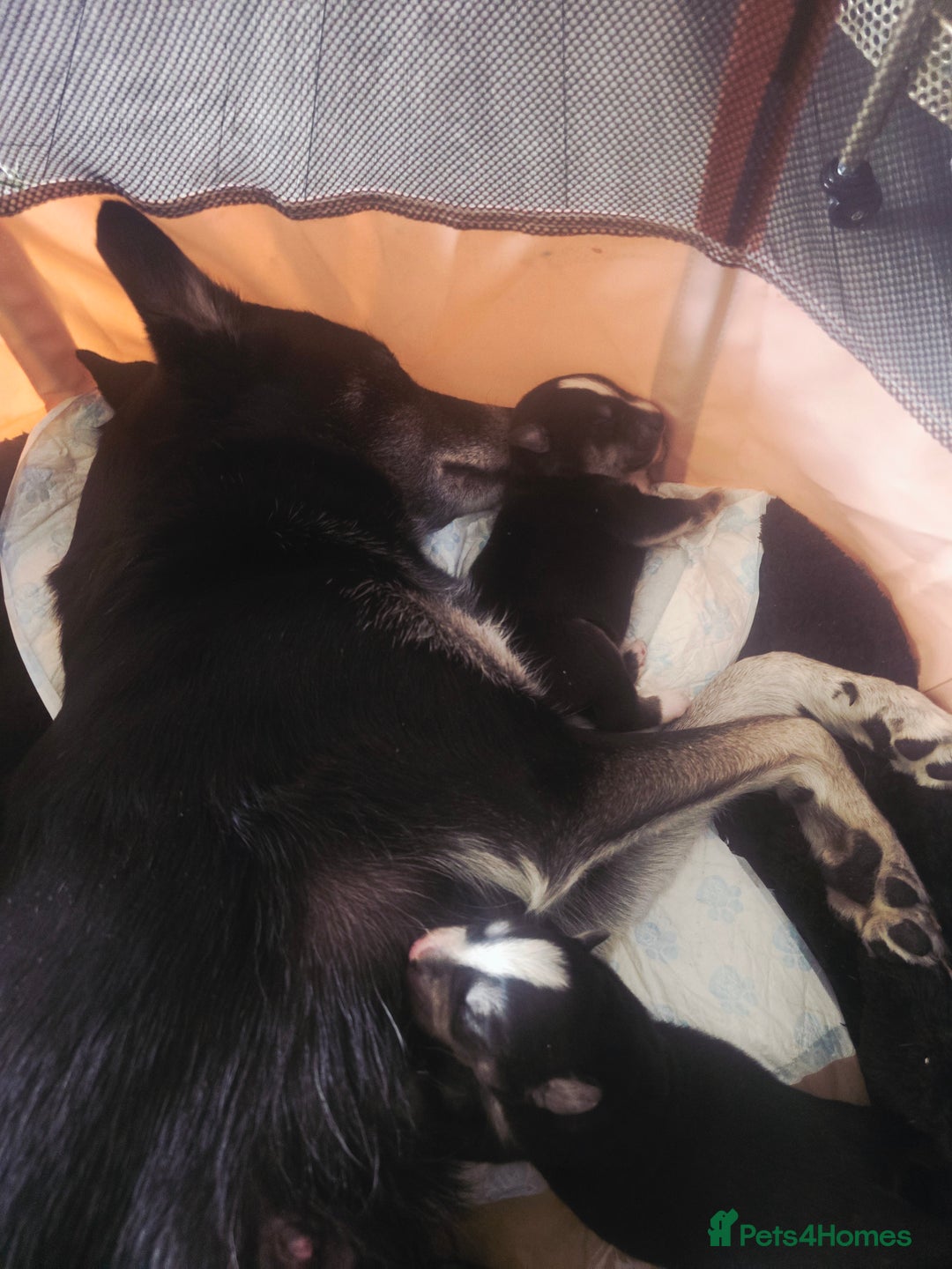 Mixed Breed dogs for sale: Husky Alaskan Golden Retriver   labrador mix pupps - Advert 9