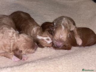 Cockapoo dogs F1B cockapoo puppies - Advert 13