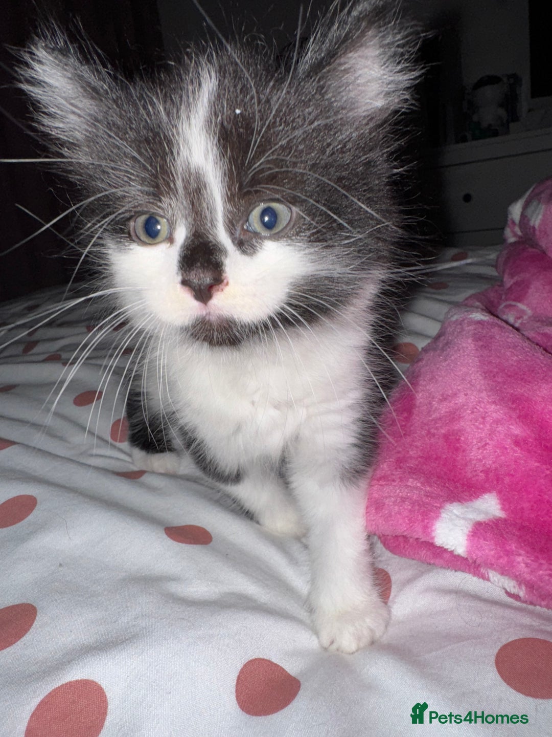 Mixed Breed cats for sale: 3 Male kittens  - Image 2