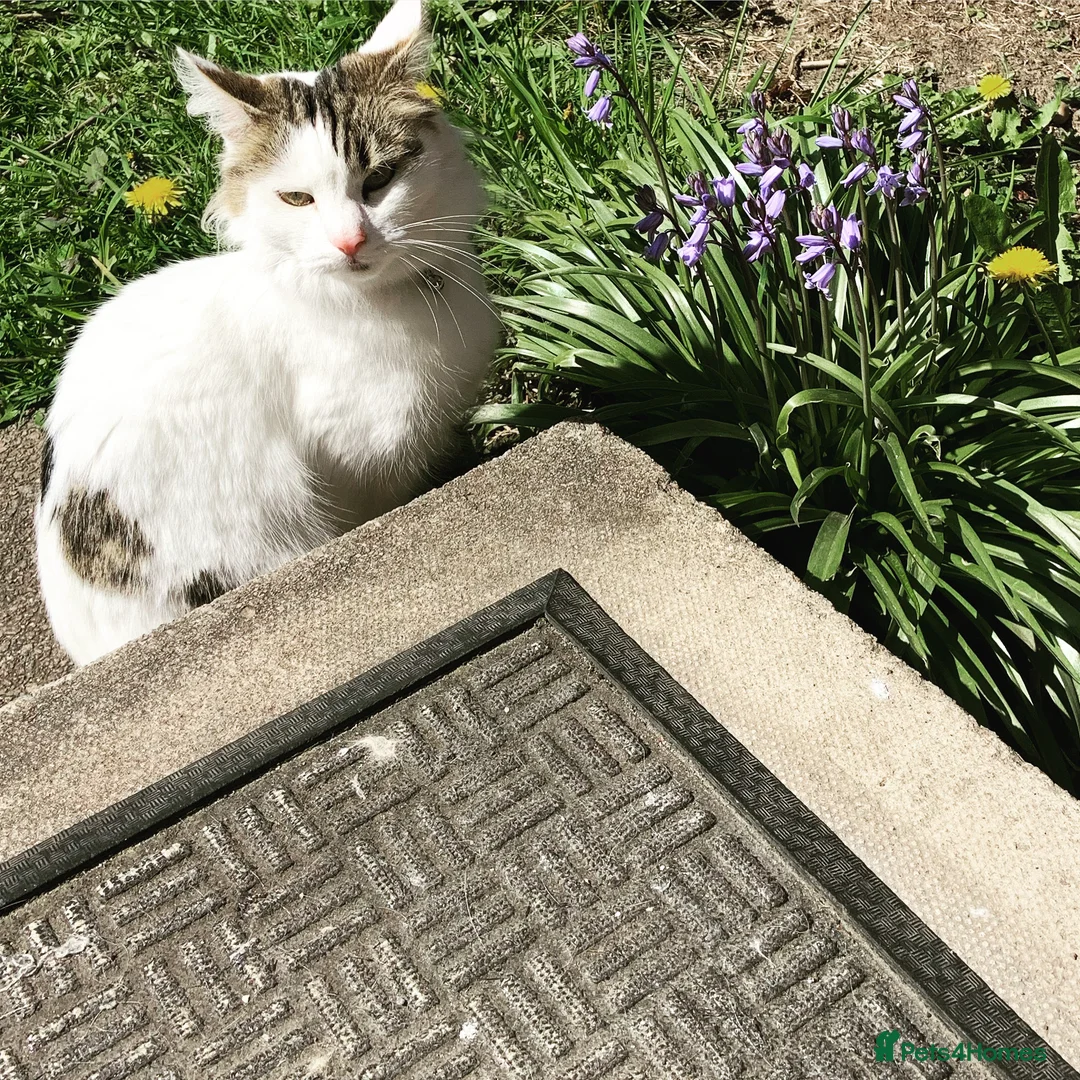 Mixed Breed cats for sale: 6 mixed kittens  - Advert 2