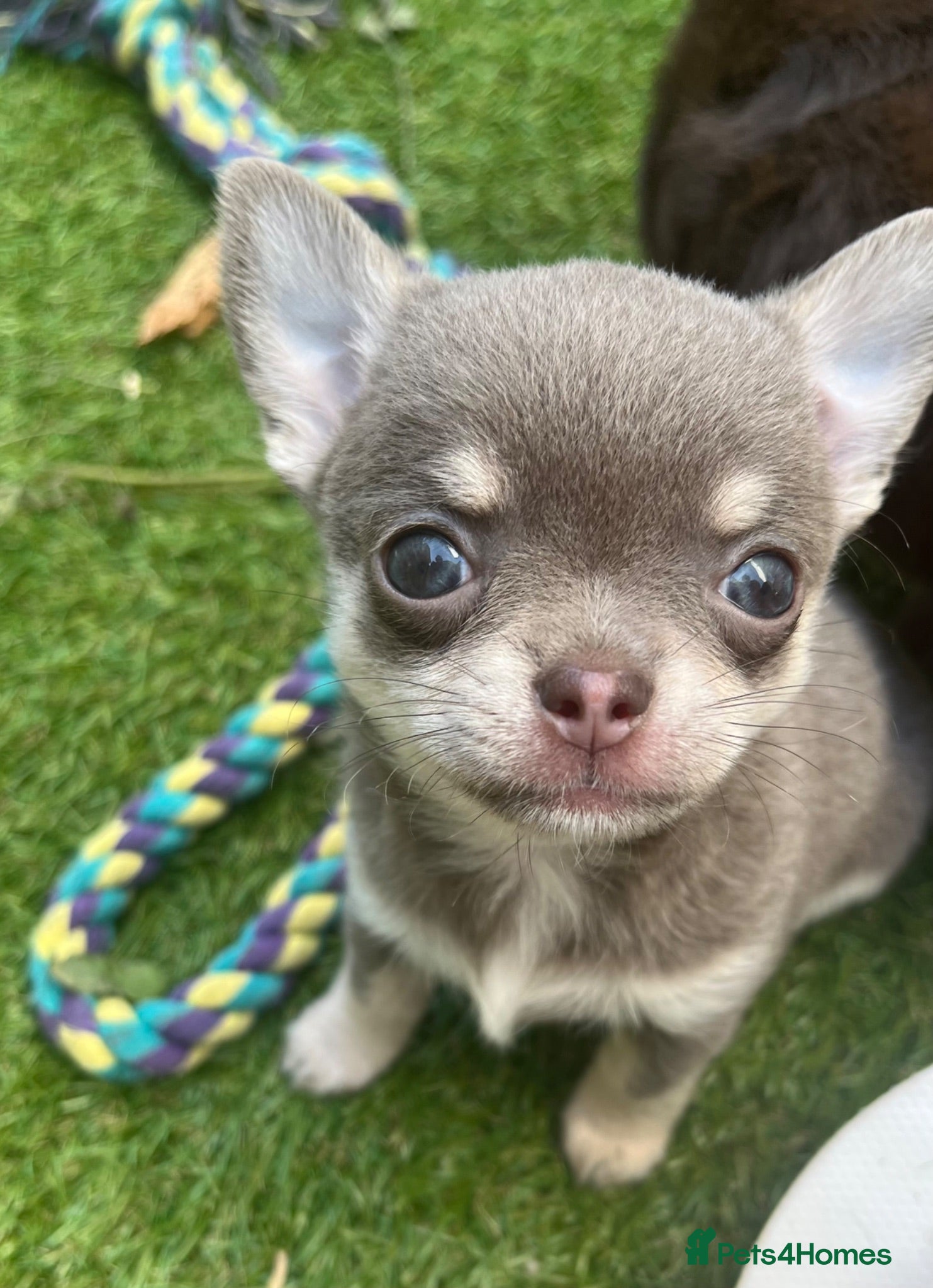 Chihuahua dogs ✨ CHI ~ CHERISH ✨DNA Tested Parents ✅ ✨ - Advert 18