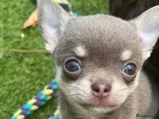 Chihuahua dogs ✨ CHI ~ CHERISH ✨DNA Tested Parents ✅ ✨ - Advert 15