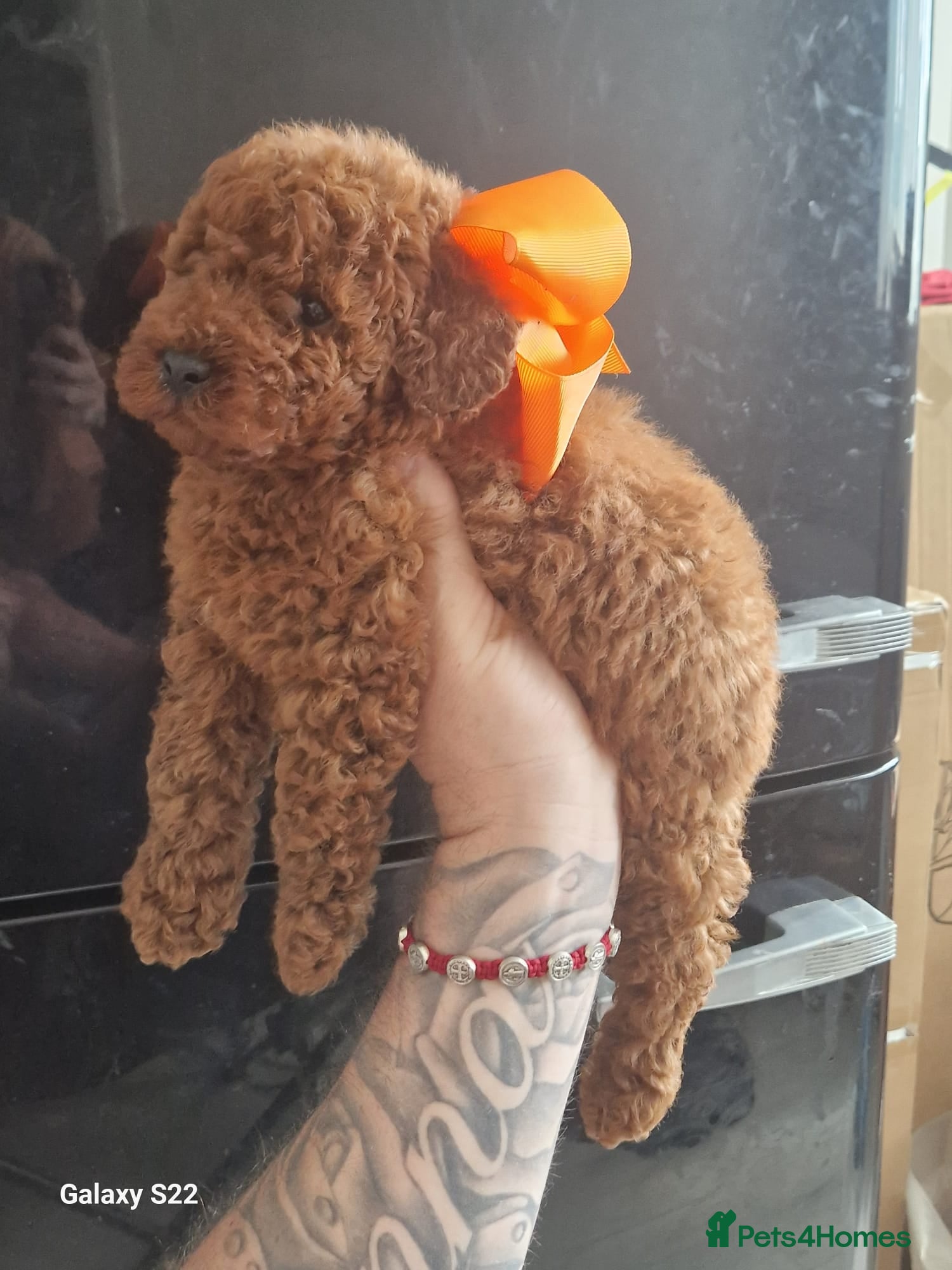 Miniature Poodle dogs for sale: Miniature  Poodle  in Wigan - Advert 8