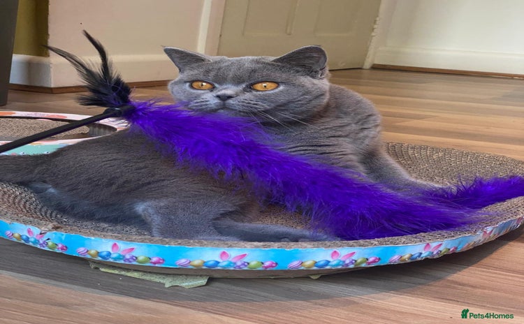 British Shorthair cats - Advert 5