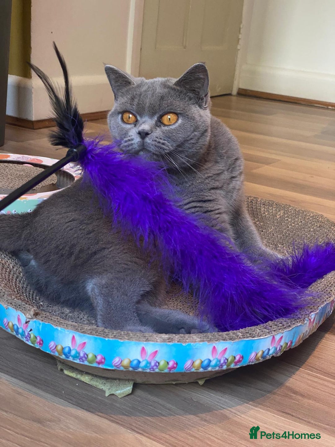 British Shorthair cats for sale: 💜 Beautiful British shorthair female cat💜 - Image 1