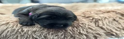Golden Shepherd dogs for sale: ⭐ Golden Shepherd Puppies | ENS & ESI Raised ⭐ - Advert 36