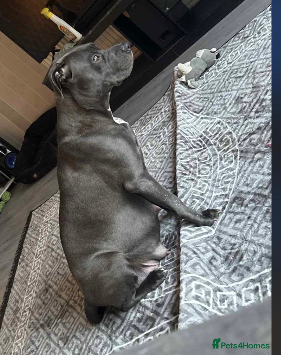 Mixed Breed dogs for sale: Cane corso x pressa pups ready to leave  - Advert 1